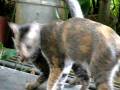 Bambi_BambiBaby_20081122_vid.AVI
