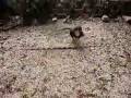 videos de Boris 11 weeks.mov