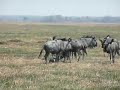 Eerste stapjes van een net geboren Blauw Wildebeest