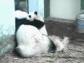 Mei Lan & Lun Lun - More Cuteness!
