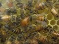 www.thebeeyard.org :  A Queen Honeybee Laying Eggs