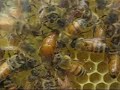 www.thebeeyard.org :  A Queen Honeybee Laying Eggs