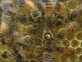 www.thebeeyard.org :  A Queen Honeybee Laying Eggs
