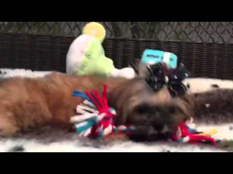 Reduced! Teddy bear, Shih tzu puppy