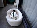 Bunny Intimidates Cats (Our Story) Bunny Intimidates Cats (Our Story)