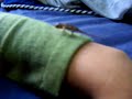 camaleon furcifer pardalis bebe camaleon furcifer pardalis bebe
