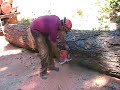 Ported Stihl MS460 Ported Stihl MS460