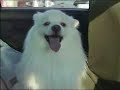 Bell, the Japanese Spitz???????? Bell, the Japanese Spitz????????