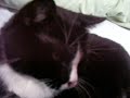 My cat, loud meower My cat, loud meower