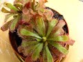Carnivorous plant, Drosera aliciae Carnivorous plant, Drosera aliciae