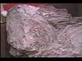Invertebrate Fossils - Lesson 16 - Part 2 of 7