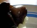 Achatina Fulica laying eggs
