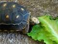 videos de Turtle eating