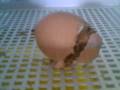Pollito naciendo en mi incubadora