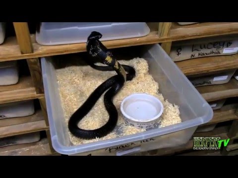 YouTube reptile video