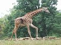 Giraffe Running Pittsburgh Zoo 9-2008 Giraffe Running Pittsburgh Zoo 9-2008