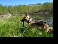 Three Legged Dog Jerry Swims Lake Emma Jean Three Legged Dog Jerry Swims Lake Emma Jean