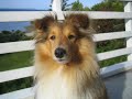 Cute Sheltie Movie