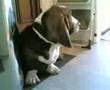 Basset Hound video