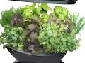 AeroGarden Review | GreenDealsDaily.com
