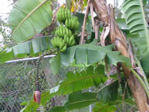 Jamaica 2008