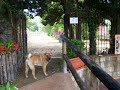 Archeological Shar pei Adventure!