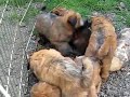 Wheaten Terrier Puppies 7 week old