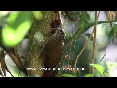 Arapaçu-de-garganta-branca - Cristiano Voitina