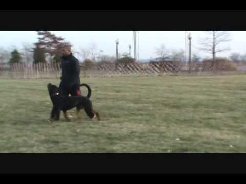 rott