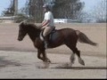 ME Imagine- Welsh Cob Gelding- For Sale