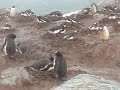 more gentoo penguins living in their poo more gentoo penguins living in their poo