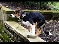 Dog Tricks- Freddie