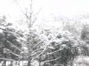 NIEVA EN BELLA VISTA!!!!