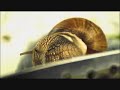 Very Sharp -- A snail\ Very Sharp -- A snail\