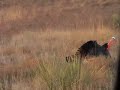Traditional Archery- Spring Turkey Hunting 6