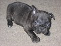 BANDIT le petit goupil (bouledogue francais)