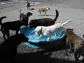 Pool party!