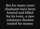 save the elephans! save the elephans!