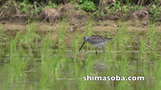 シベリアオオハシシギ飛来、エリマキシギ初認、キリアイ増加(動画あり)