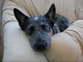 IN MY DREAMS: Diary of A Blue Heeler Puppy