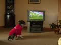 rugby dog.wmv