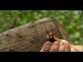 find more lost world at: animal.discovery.com watch as rick west discovers an aggrivated giant centipede.
