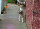 Animals playing