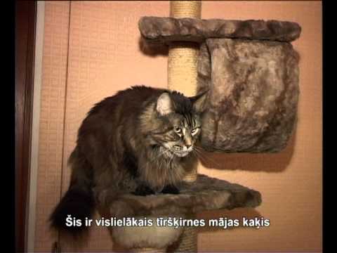 Кошки породы Мэйн Кун