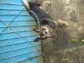 SLEEPYS DOG