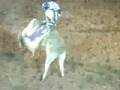 videos de marivaldo o buxexa