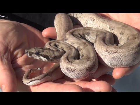 YouTube reptile video