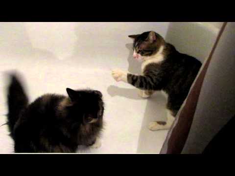 toby & pooky