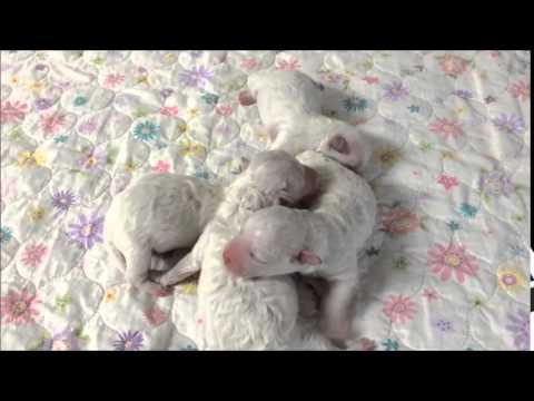 Bichon Frise Puppies