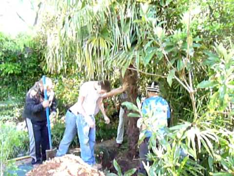 how to transplant a large queen palm